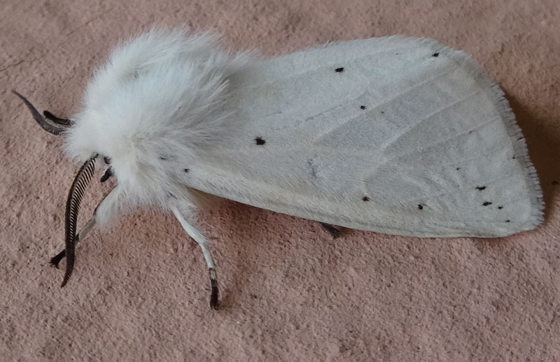 Spilosoma urticae - Erebidae Arctiinae